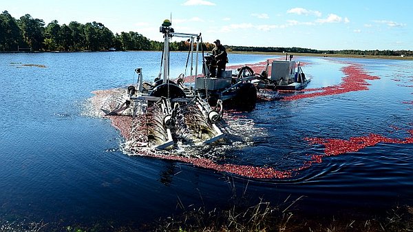 Harvesting cranberries in Woodland Township, New Jersey.