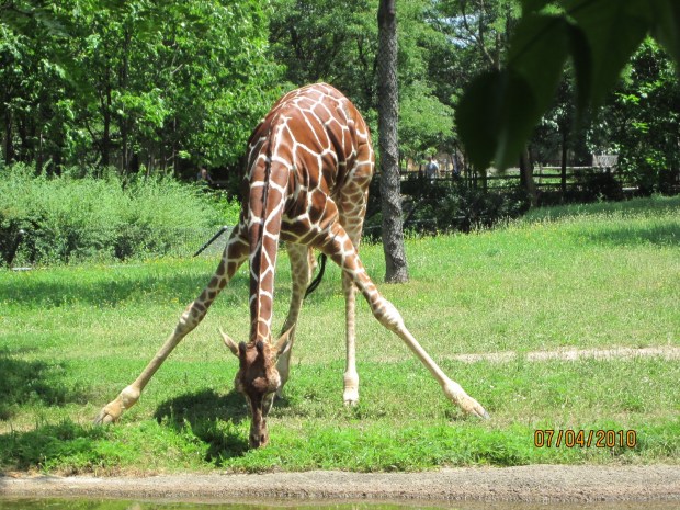 Young giraffe, Brookfield Zoo, 2010. Photo by me!